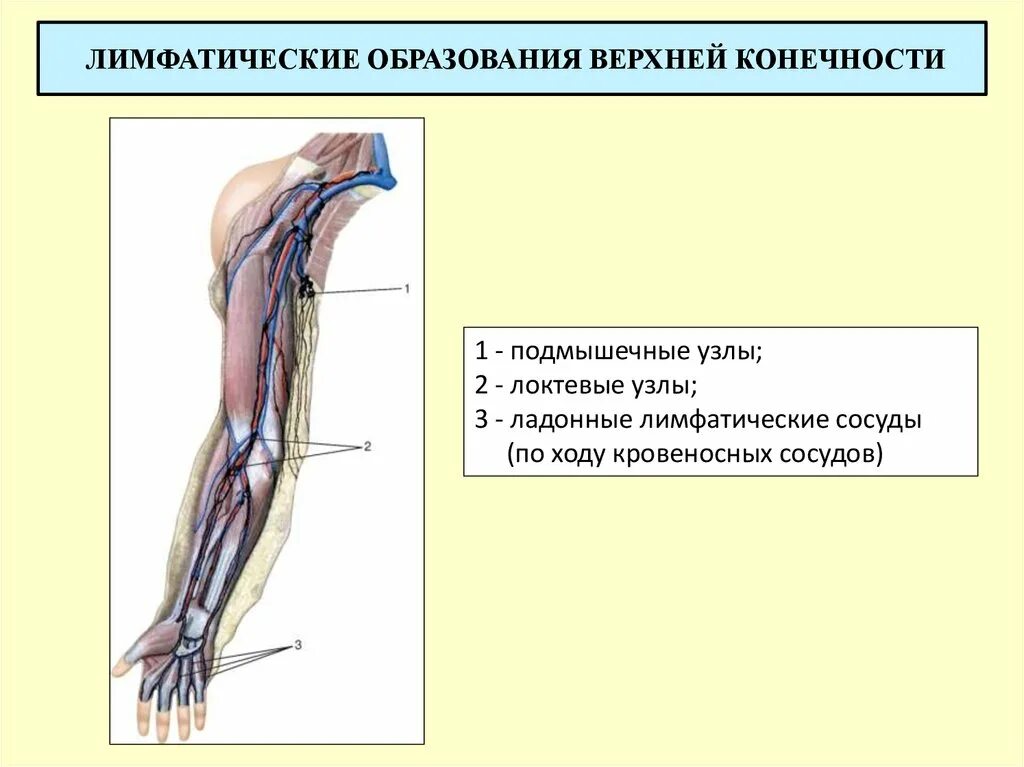 Лимфоузел на локте. Региональные лимфатические узлы верхней конечности. Лимфатические сосуды и узлы верхней конечности. Анатомия лимфатической системы человека верхних конечностей. Лимфоотток локтевого сустава.