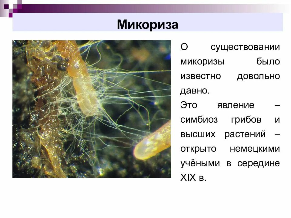 Для чего нужна микориза