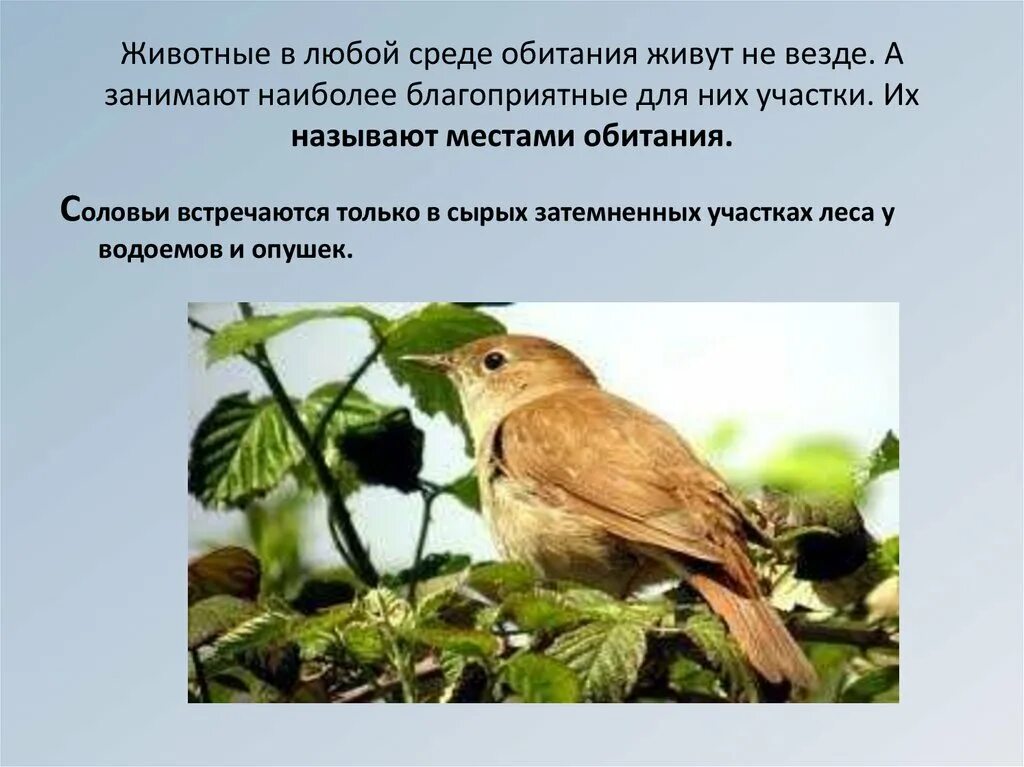 Что в этом месте обитает