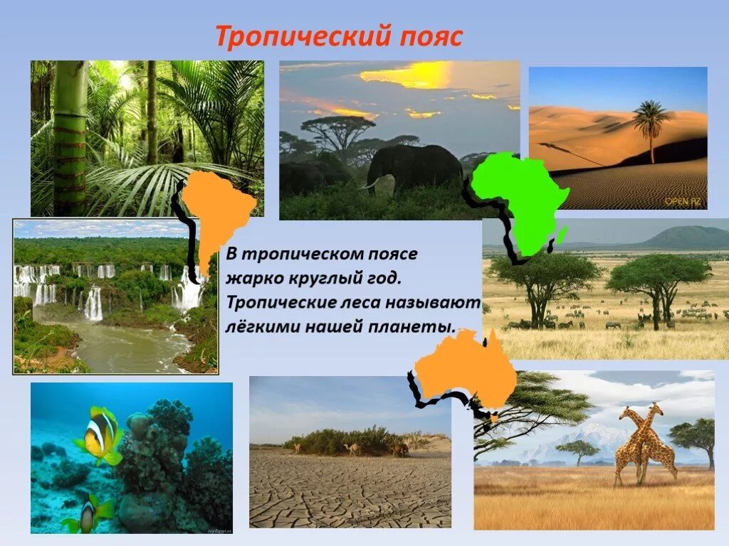 Тропический пояс 6 класс география. Тропический пояс. Растения тропического пояса. Жизнь в тропическом поясе. Природа животные и растения тропического пояса.