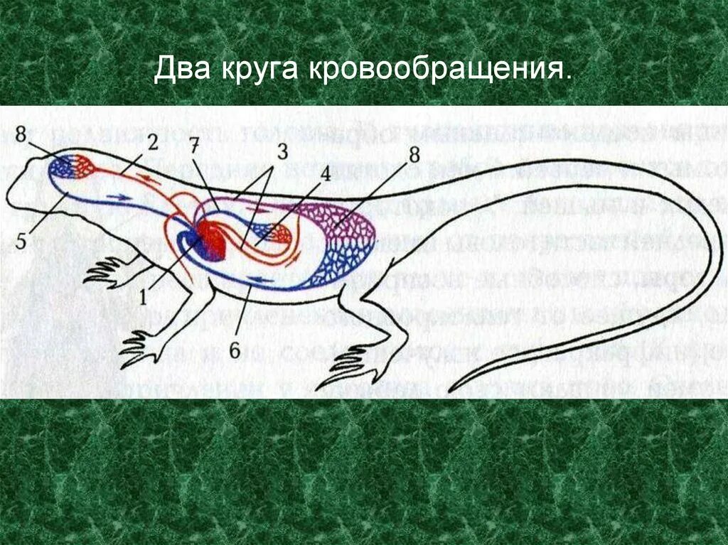 Кровеносная система ящерицы 7 класс. Схема кровообращения ящерицы. Схема строения кровеносной системы пресмыкающихся. Кровеносное строение ящерицы. Класс рыбы круги кровообращения