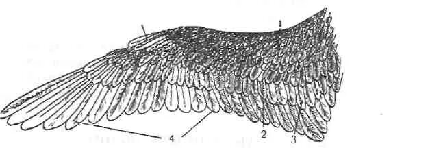 Расположение контурного пера на теле птицы. Кожный Покров птиц анатомия. Строение кожного Покрова птиц. Роговые покровы птиц. Строение покровов птиц.