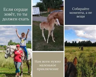 Вязки конный