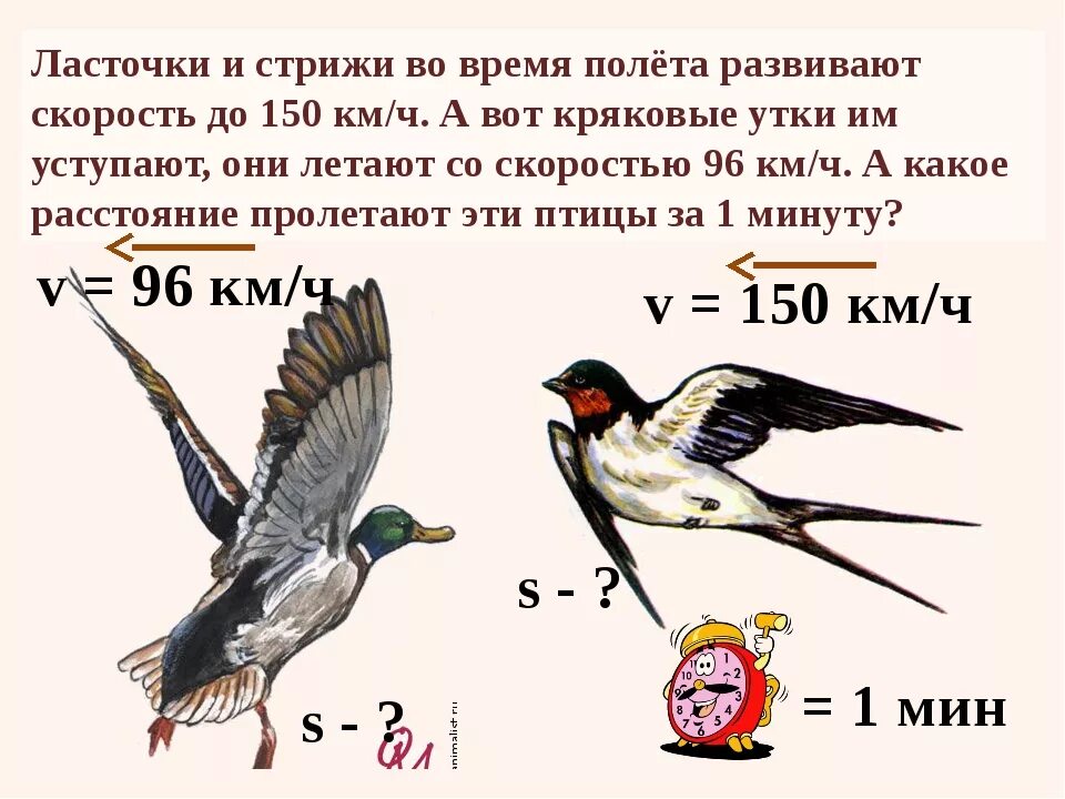 Скорость полета гуся. Скорость ласточки. Скорость полета птиц. Скорость полета ласточки. Скорость ласточки птицы.