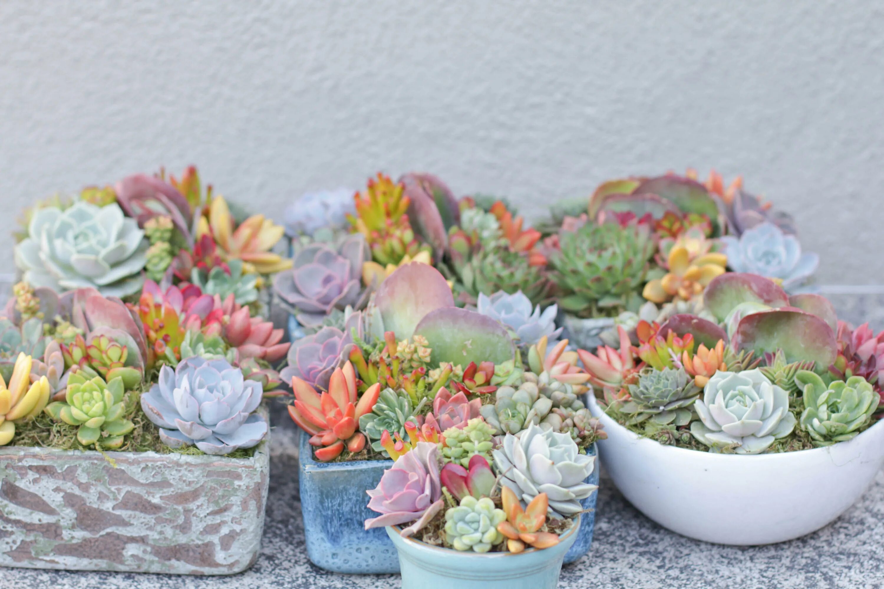 Plant party. Суккулент эхеверия. Эхеверия Muesli. Суккулент эхеверия Миранда. Эхеверия Эстетика.