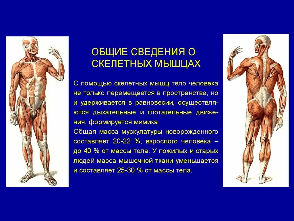 Работа скелетных мышц человека. Презентация на тему мышцы. Информация о мышцах. Мышцы человека информация. Общие данные о мышцах.