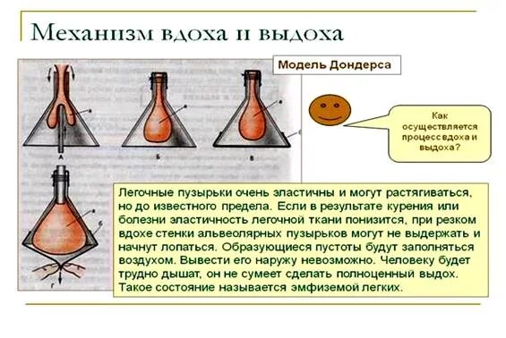 Как сделать модель дондерса. Как сделать модель дондерса