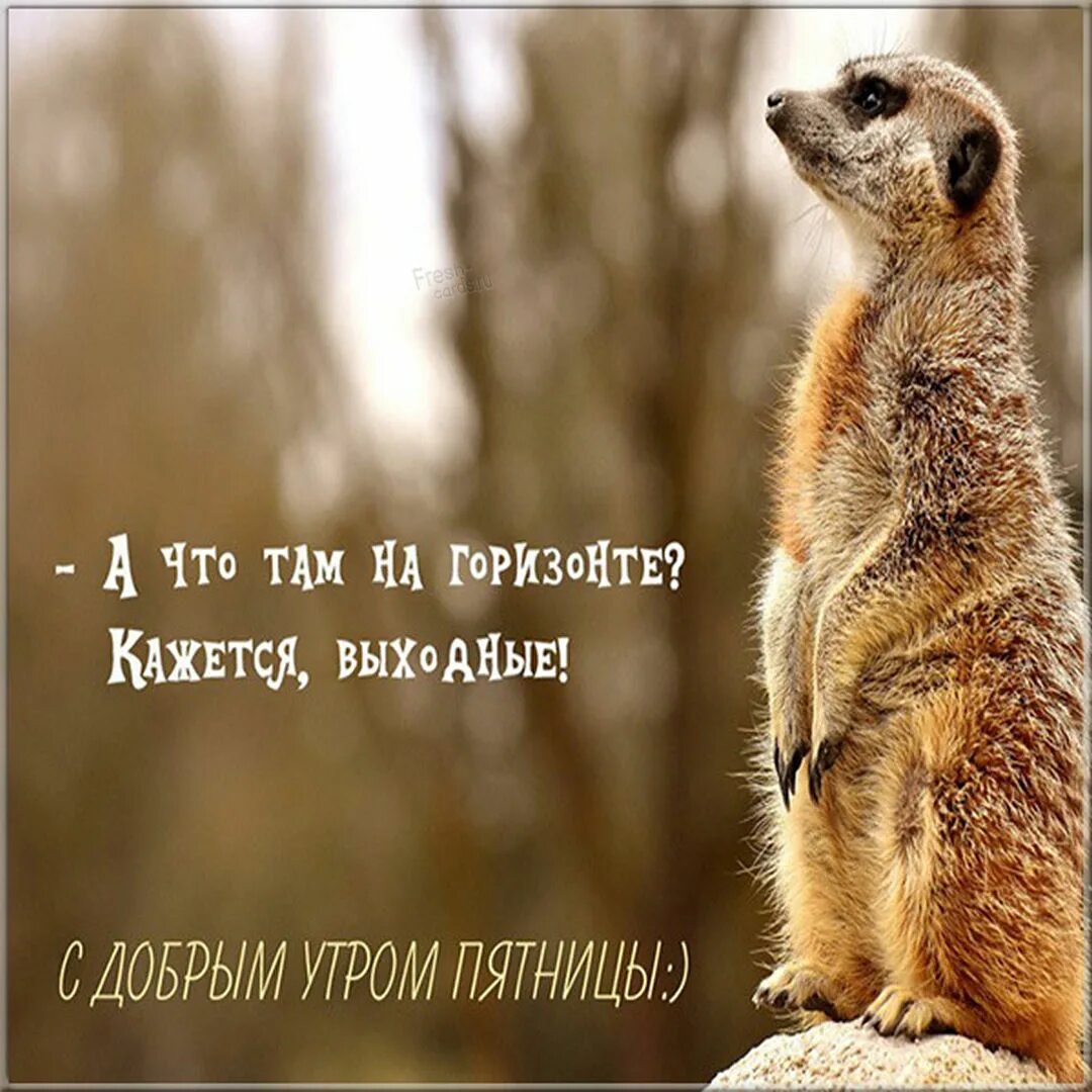 открытки с добрым утром пятницы прикольные. прикольные картинки с добрым утром пятницы ржачные. прикольные картинки с добрым утром пятницы ржачные. с добрым утром пятницы прикольные. доброе утро пятницы.