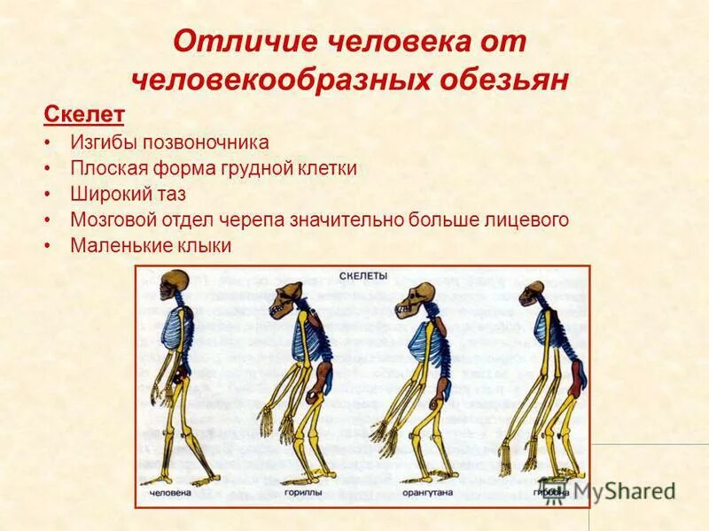 Чем скелет человека отличается от скелета обезьяны. Отличия грудной клетки человека и человекообразных обезьян. различия скелетов человека и обезьяны таблица. отличия человека от человекообразных. отличие человека от человекообразных обезьян.