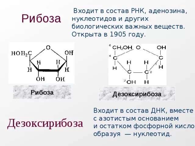 Биологическая роль рибозы