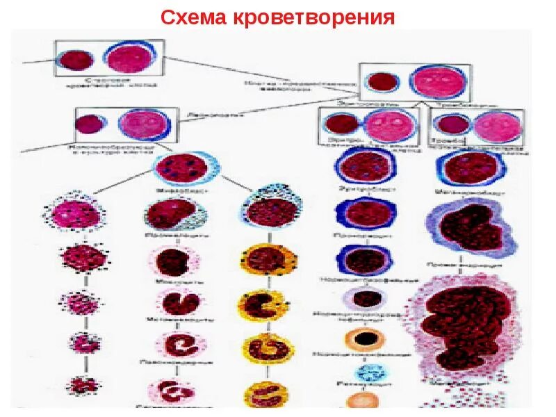 Гемопоэз гистология. Миелопоэз гистология. схема кроветворения гистология. кроветворная система гистология. схема кроветворения по гистологии.