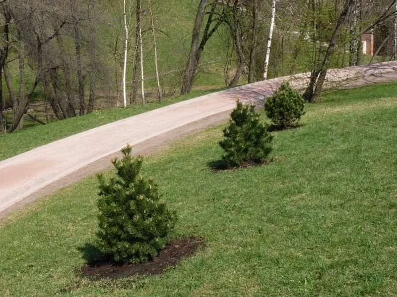 Сосенки царицыно. Парк Сосенки в Царицыно. Царицыно сосна. Сосна в парке. Сосна в сквере.