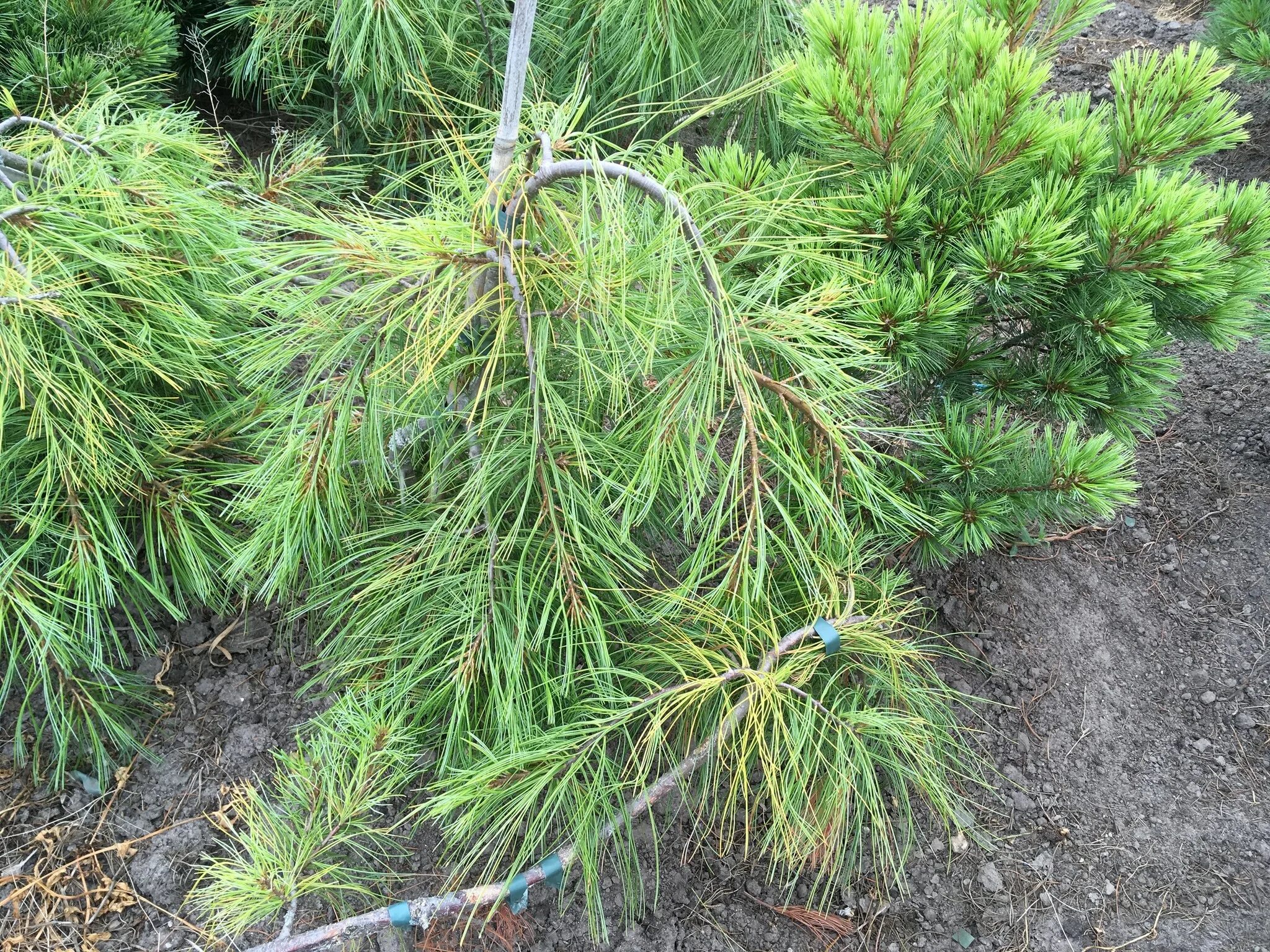 Pinus strobus. Pinus strobus &#039;angel falls&#039;. pinus strobus wendy. pinus strobus wiggles. pinus strobus diablo.