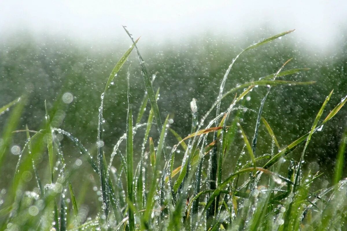 Трава омытая дождем. Растения под дождем. Дождь на траве. Трава после дождя. Роса на траве.
