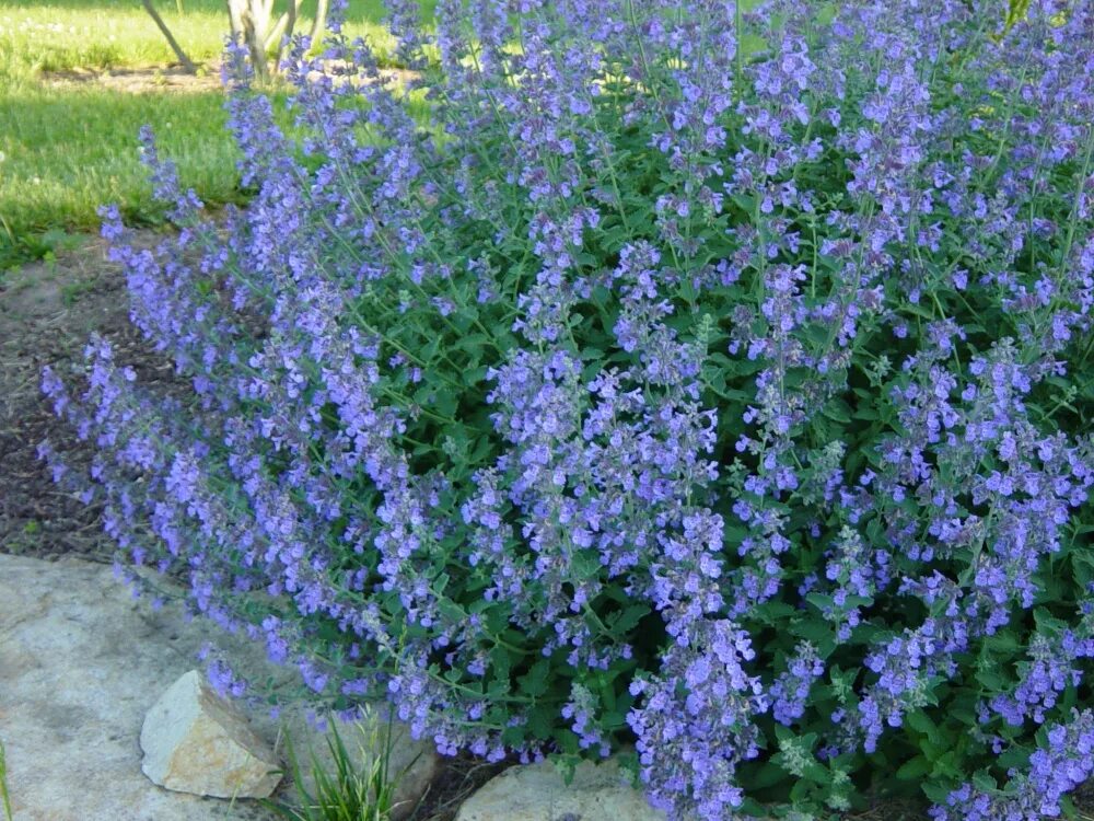 Котовник фассена nepeta. Котовник фассена (nepeta faassenii). котовник фассена (nepeta faassenii `kit cat`). котовник блю мун. котовник фассена джуниор валкер.