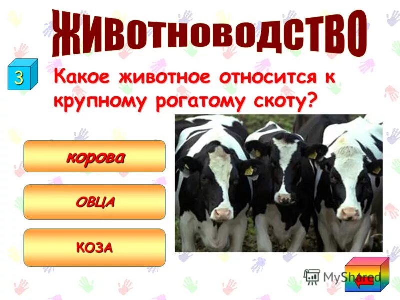 Породы крс молочного направления. Возраст крс. Основные породы сх животных. Предки мелкого рогатого скота. Породы крупного рогатого скота в россии молочного направления.