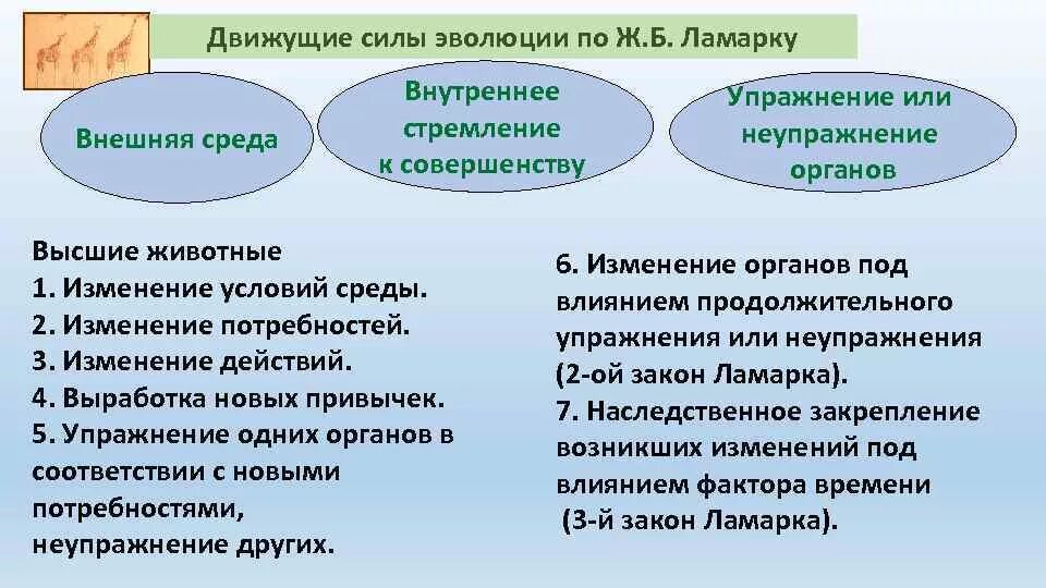 Под действием движущих сил эволюции происходит. Движущие силы эволюции по дарвину. основные движущиеся силы эволюции по дарвину. факторы движущие силы эволюции. движущиеся силы эволюции по дарвину кратко.