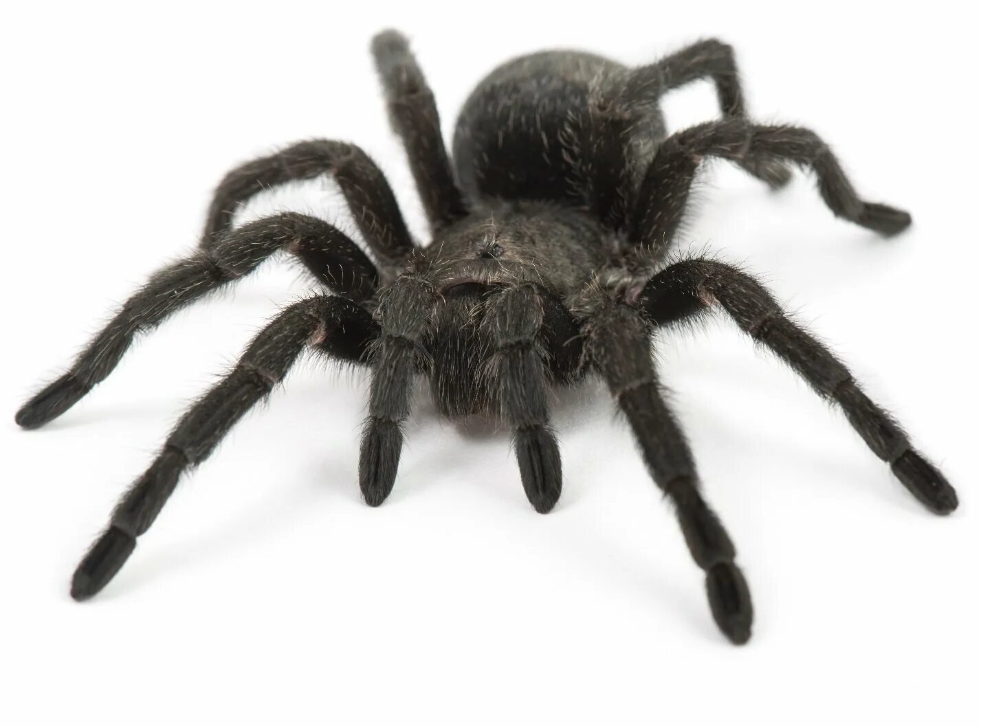 Ich eine spinne