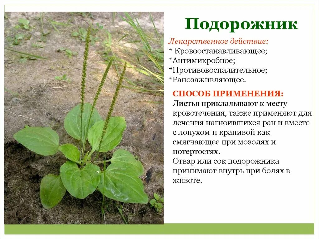 витаминный напиток из хвои в блокадном ленинграде. полезное растение подорожник. подорожник блокада. подорожник блокада. подорожник ланцетолистный.