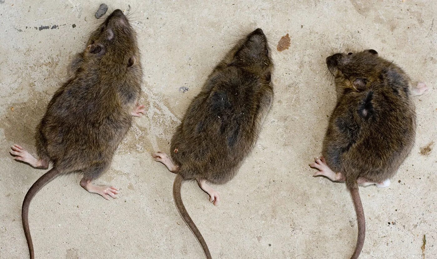 Черная Земляная крыса. Мышь и крыса. Дикая мышь. Мышки и крыски различия. Как отличить мышь