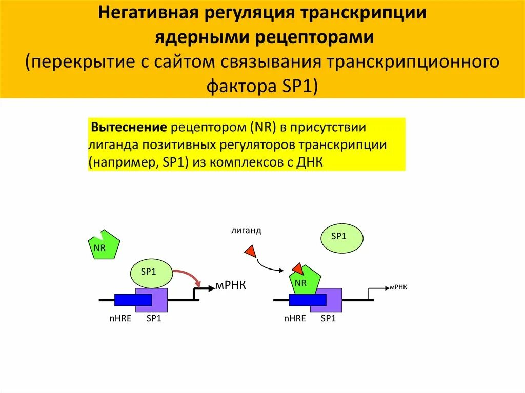 Регуляция транскрипции. Негативная регуляция транскрипции. транскрипция ядерные рецепторы. регуляторы транскрипции. регуляция транскрипционных факторов.
