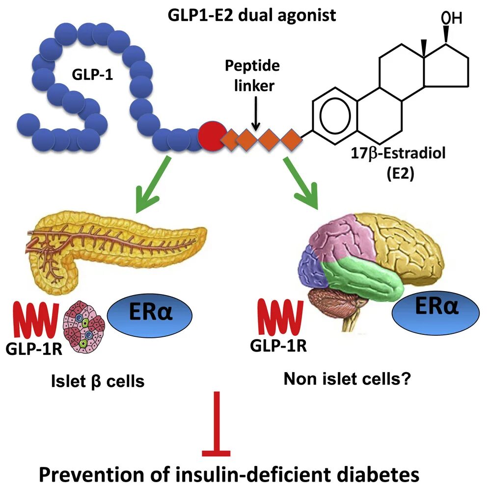 Агонист рецептора глюкагоноподобного пептида-1 (glp-1r). Sur-1 рецептор. Пептида glp 1. Глюкагоноподобного пептида-1 (гпп-1). Глюкагон-пептид-1 (glp-1) и диарея.