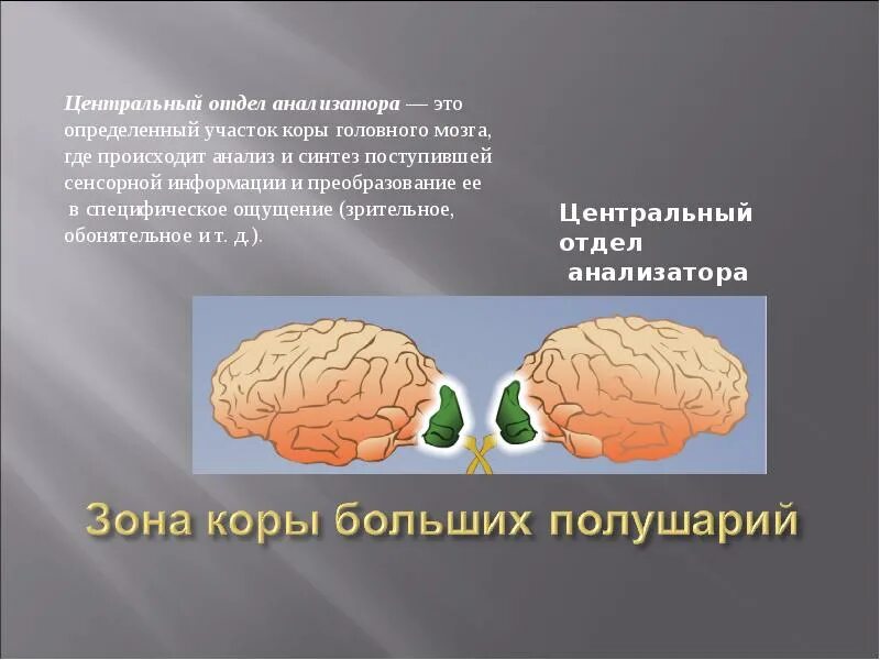 Центральный отдел анализатора. Зрительный анализатор отдел мозга. Анализаторы коры головного мозга. Переработка информации в зрительной коре