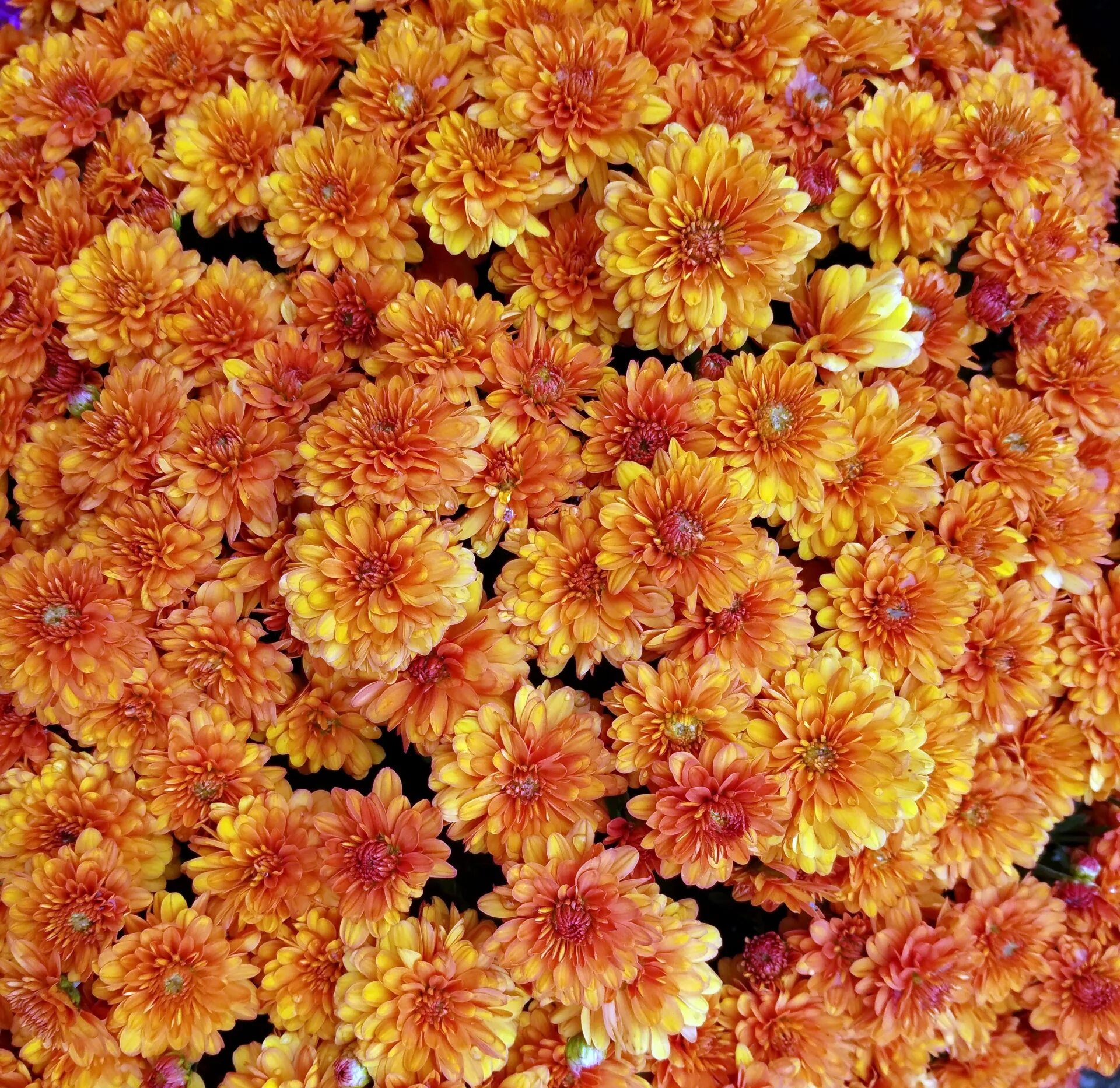 Mums flowers. Хризантема мультифлора Бранбич оранж. Хризантема Flame bicolor. Хризантема Молфетта оранж. Хризантема мультифлора оранж Стар.