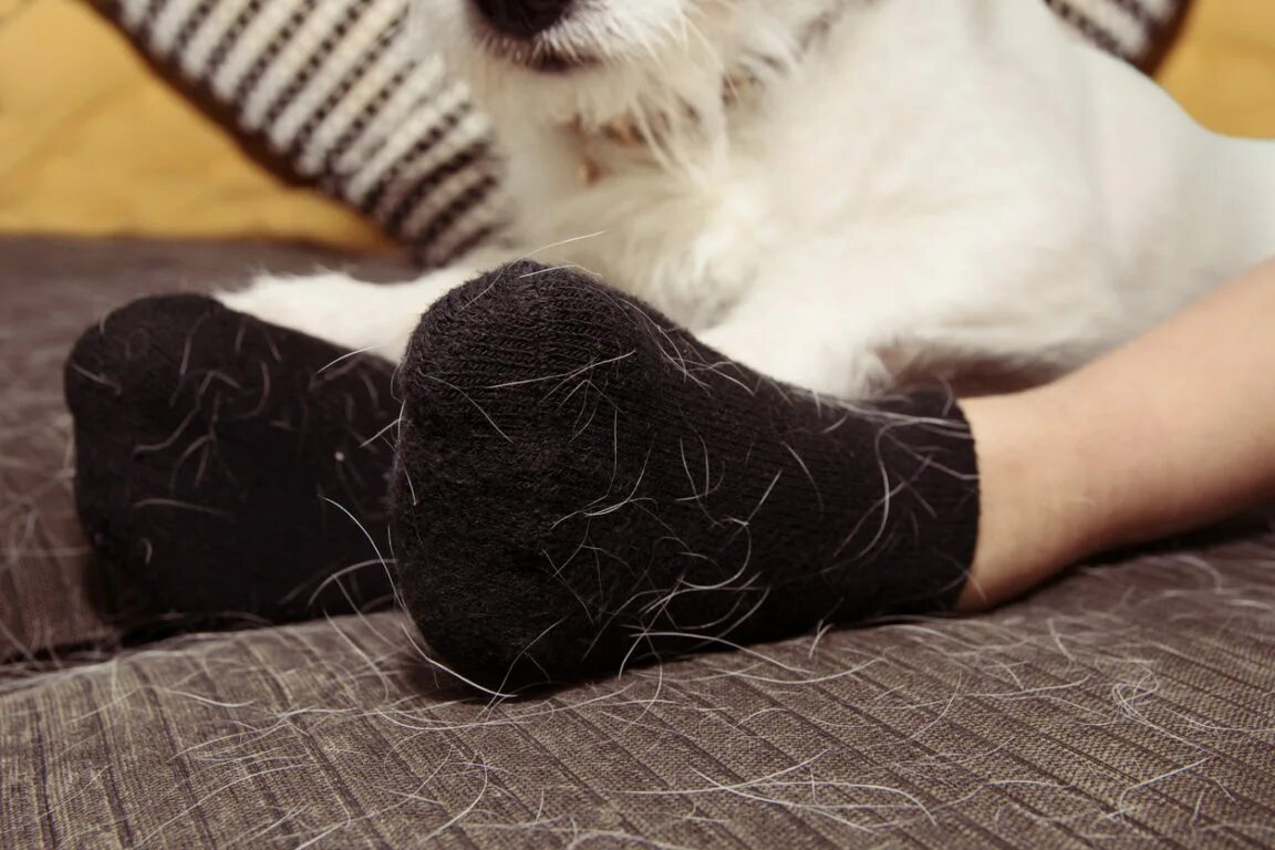 Кошачья и собачья шерсть. Кошачья шерсть на одежде. одежда в шерсти кошки. кошачья шерсть на диване. носки в шерсти кошачьей.