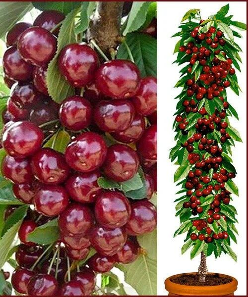 Черешня колоновидная хелена (helena). Колоновидная черешня. Черешня колоновидная квин мери. Черешня колоновидная сильвия. Черешня колоновидная хелена.