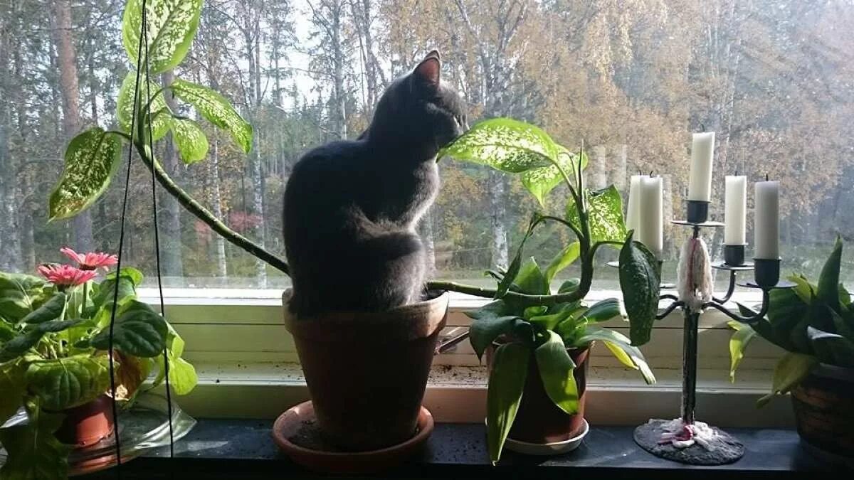 Кошки и комнатные растения. Коты в цветочных горшках. Кошки и растения в доме. Кошачий цветок комнатный.
