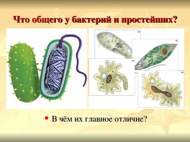 Разница простейших и бактерий. Сходство бактерий и простейших. Простейшие бактерии. Бактерии и простейшие различия. Бактерии отличия от низших