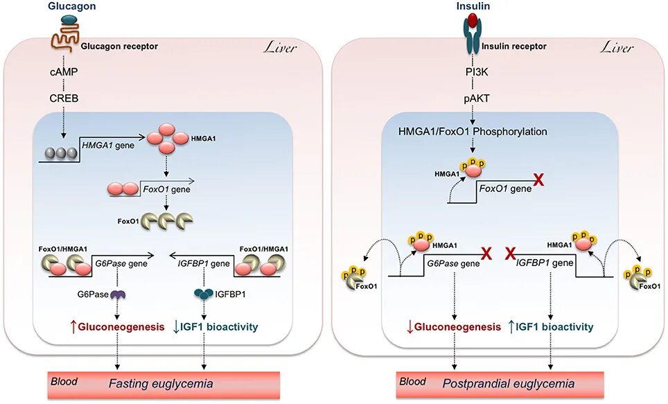 Инсулин и глюкагон функции. Фактор CREB биохимия. Глюкагон и инсулин в таблетках. Инсулин и глюкагон расщепляют углеводы. Адреналин и инсулин характеристики