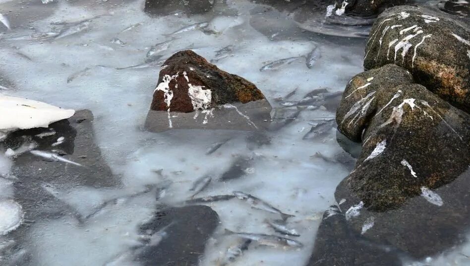 Замерзшее черное море 2012. Замерзшее море в одессе. Утром вода у берегов замерзла. Река зимой. У берегов замерзла.