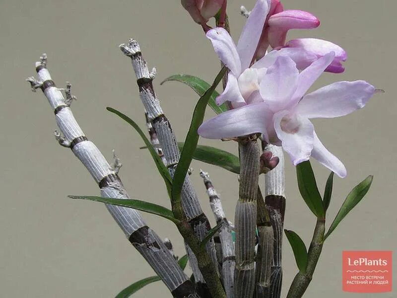 Дендробиум монилиформе. Орхидея dendrobium moniliforme. дендробиум молинеформе. suihou дендробиум монилиформе.