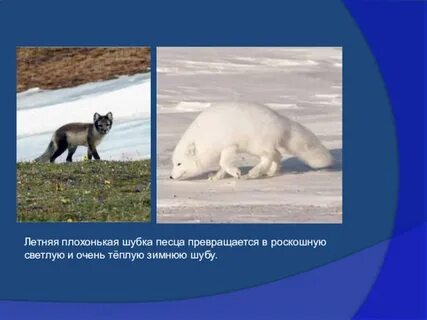 Приспособление животных к условиям тундры