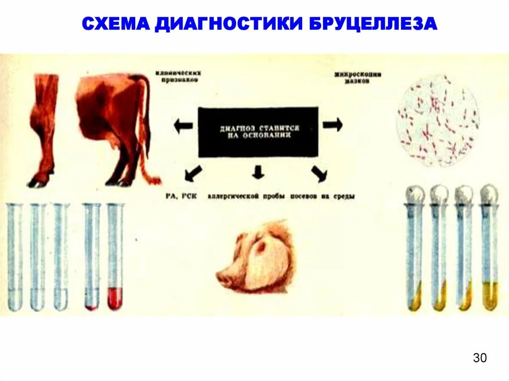 Бруцеллез симптомы у животных. Диагностические исследование на бруцеллез. лабораторная диагностика бруцеллеза животных. бруцеллез в жидкой среде. реакция райта для диагностики бруцеллеза крс.
