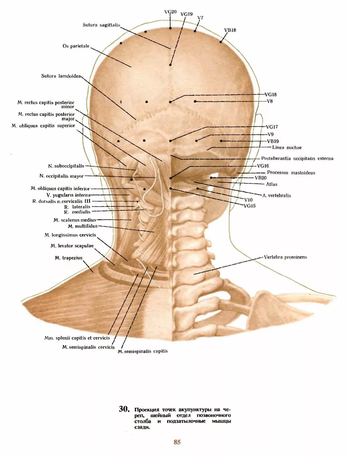 Точки на затылке. Акупунктура головы человека схема. Точки рефлексотерапии на шее.