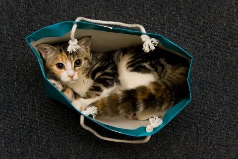 Empty cat