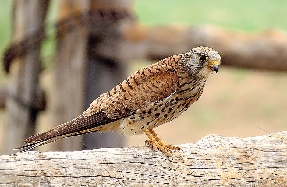 реюньонская пустельга. крик пустельги. пустельга книга. обыкновенная пустельга птица. степная пустельга.