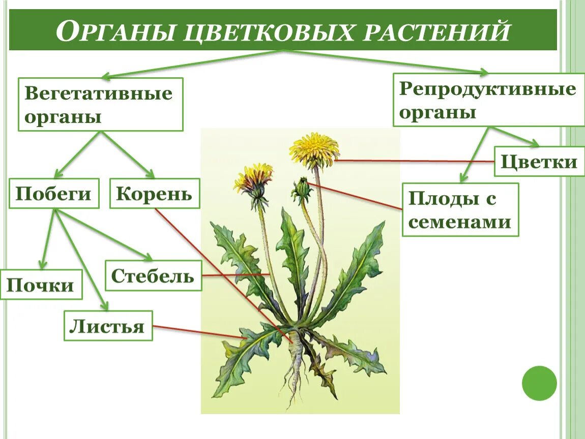 Видоизмененный генеративный побег. Вегетативные органы цветковых растений. Схема строения вегетативных органов растений. Вегетативные органы цветкового растения. Строение органов цветковых растений.