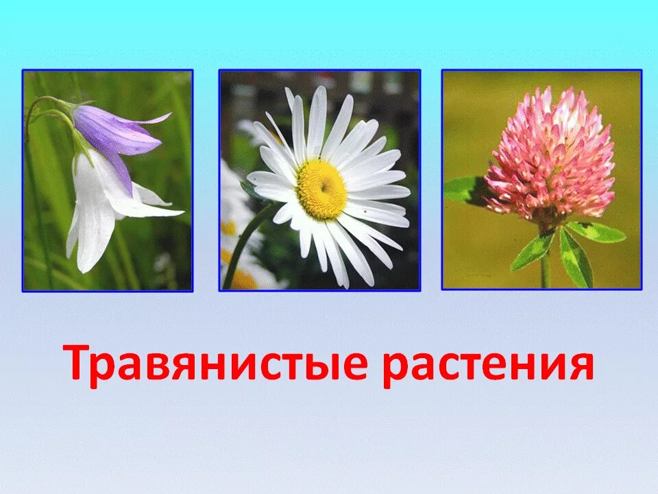 Травянистое растение окружающий мир. Травянистые растения окружающий мир. Травянистые растения 2 класс. Травянистые растения 1 класс. Окружающий мир. Цветы..