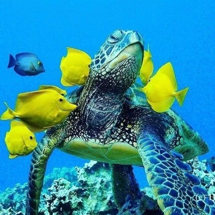 Морской конек черепаха. Доминикана морские обитатели. доминикана подводный мир. черепаха и рыбки. подводный мир черепахи и рыбы.