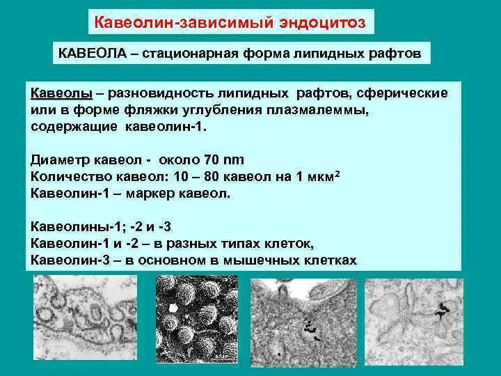 Липидные кавеолы. Кавеолы это гистология. Кавеолы это гистология. Кавеолы. Кавеолы мембран.