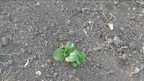 Почему плохо всходит картофель что делать