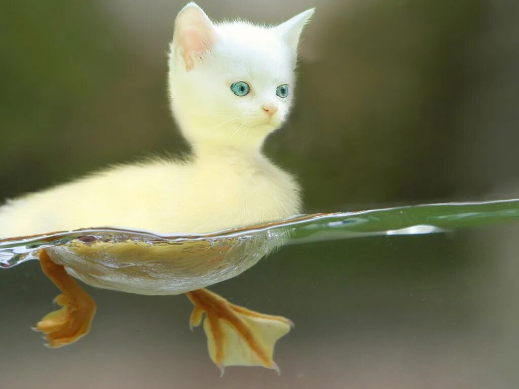 Cat duck. Кошка с уточками. Гибрид кошки и утки. Котоутка. Long-haired Cats Duck утка.