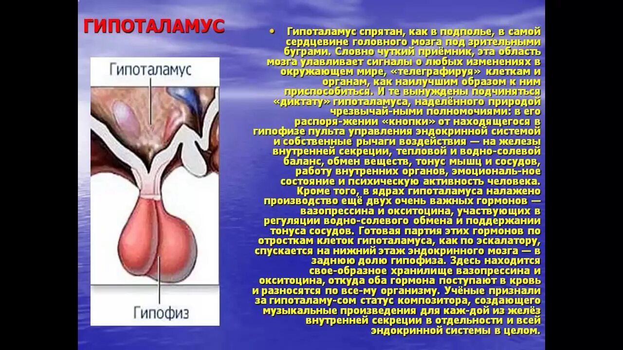 Задний гипоталамус функции. Гипоталамус. гормоны презентация. презентация на тему гормоны.