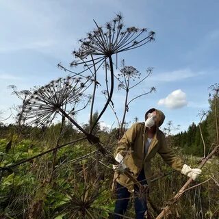 Борщевик на участке способы борьбы