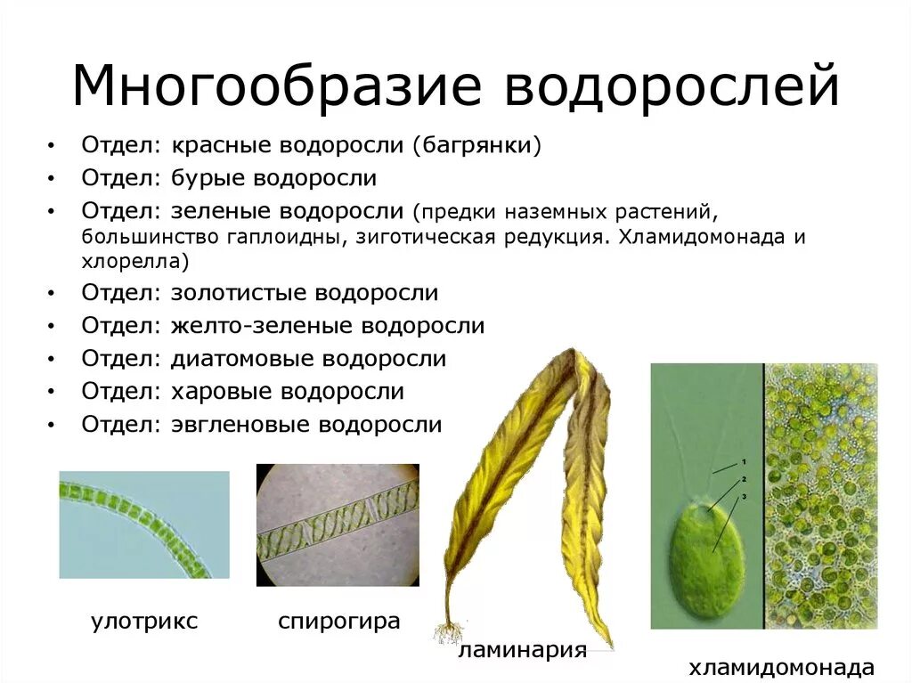 Разнообразие водорослей 6 класс. Многообразие водорослей 7 класс. Зеленые водоросли диатомовые водоросли таблица. Отделы водорослей зеленые бурые красные таблица. Биология отдел зеленые водоросли.