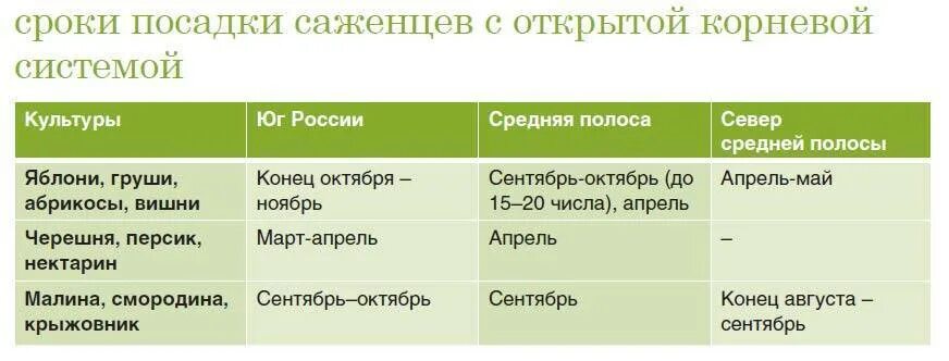 Сроки посадки саженцев. Сроки посадки деревьев и кустарников. Сроки высадки саженцев. Период посадок плодовых деревьев.